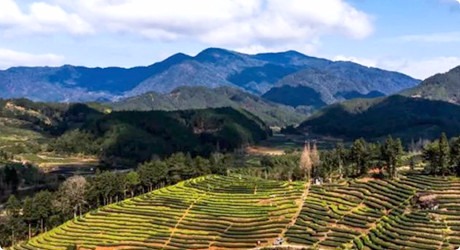 福建永生茶业燕子窠生态茶园